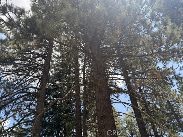 33390 Wild Rose Property Photo 23