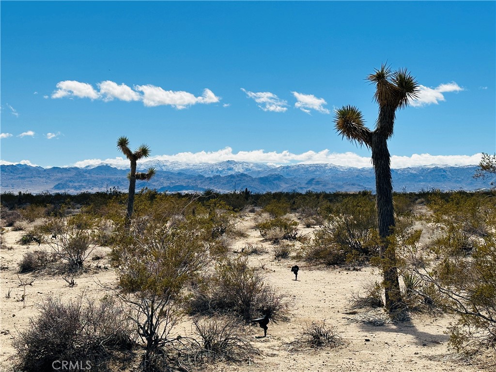 1234 Desert Lily Property Photo 7