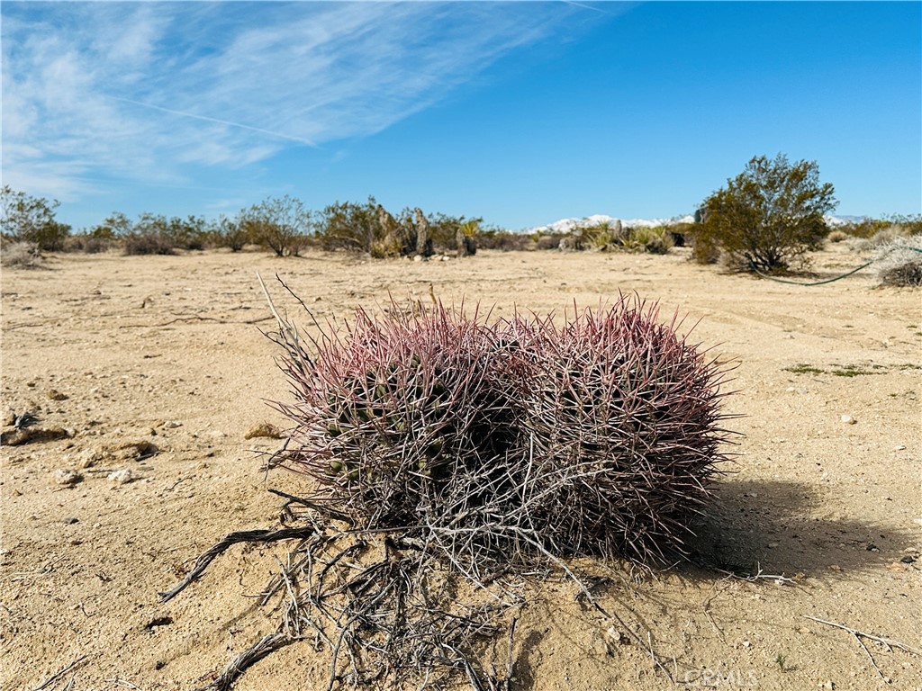 1234 Desert Lily Property Photo 8