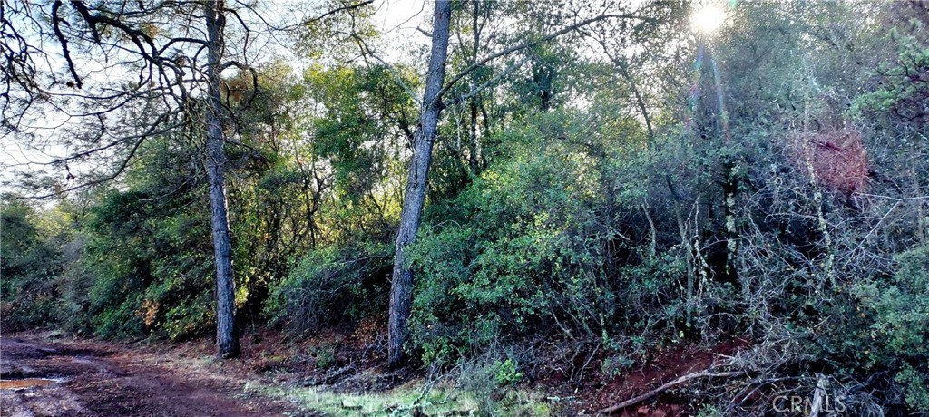 15151 Gray Pine Road Property Photo 4