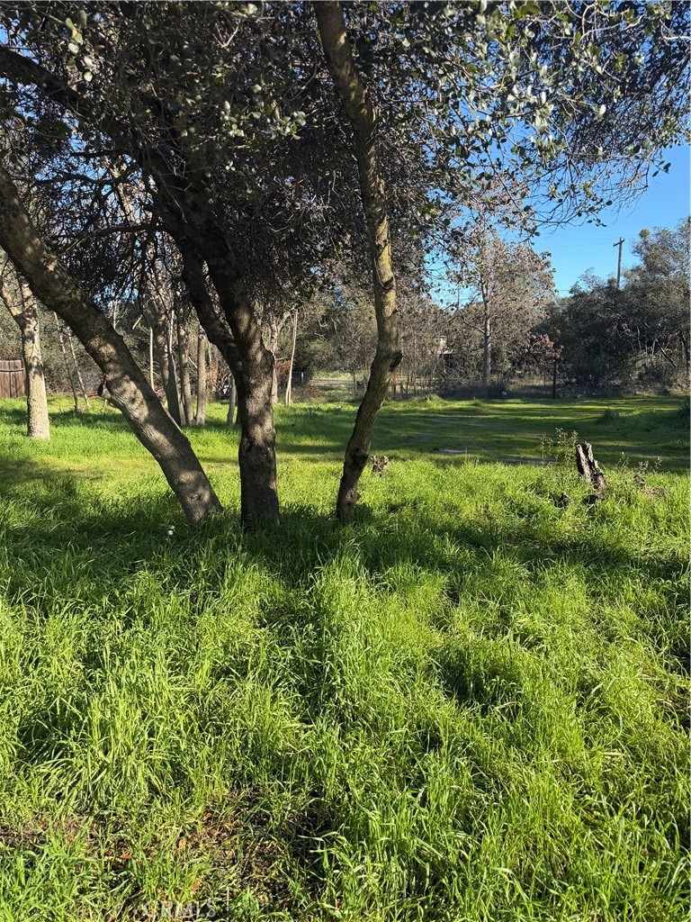 3606 Oleander Property Photo 4