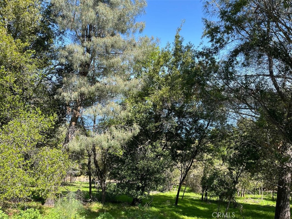 8452 Soda Bay Road Property Photo 4