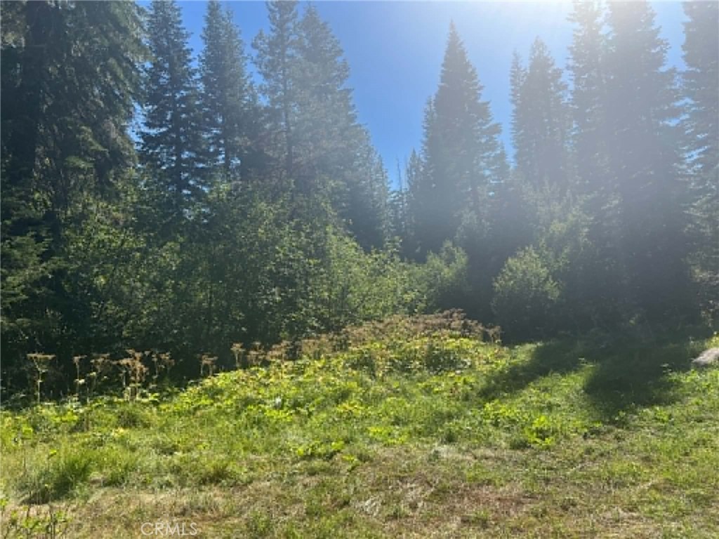 0 Logging Road Property Photo 8