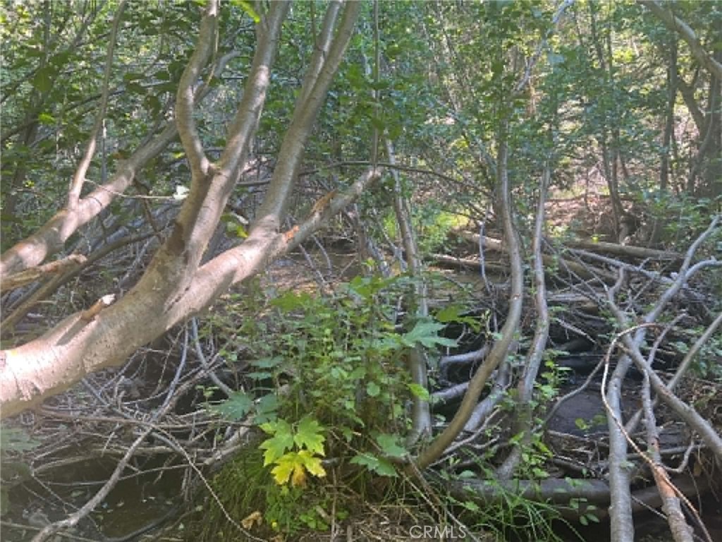 0 Logging Road Property Photo 10