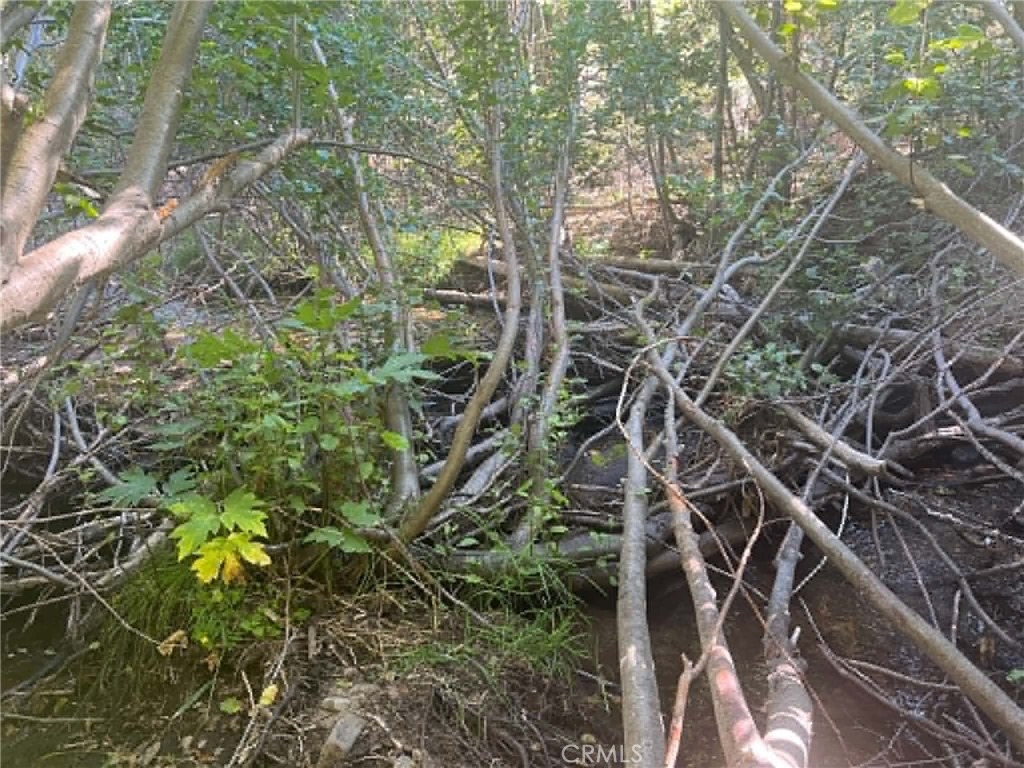 0 Logging Road Property Photo 11