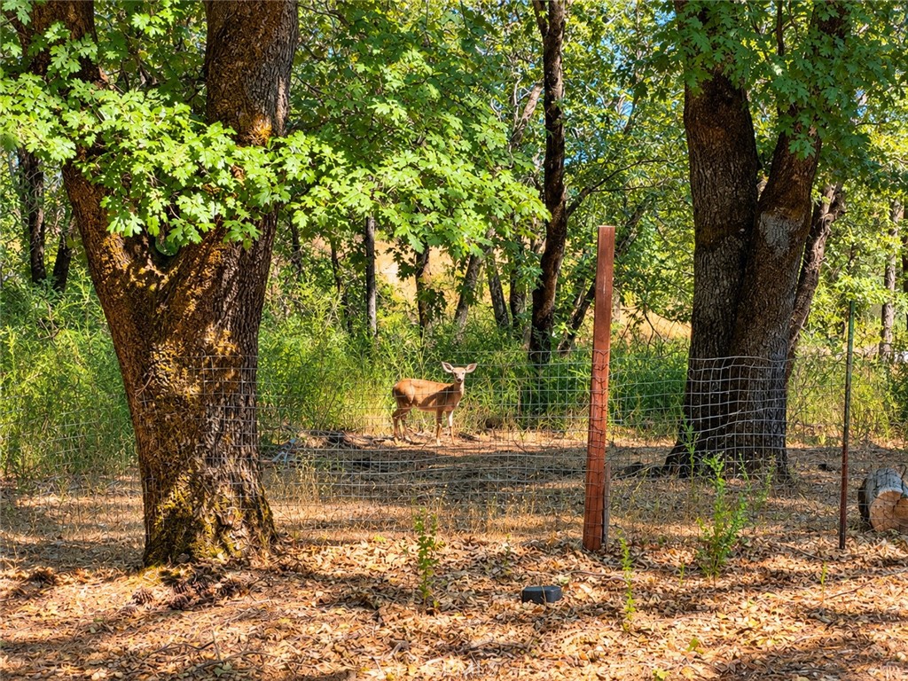 15305 Western Mine Road Property Photo 30
