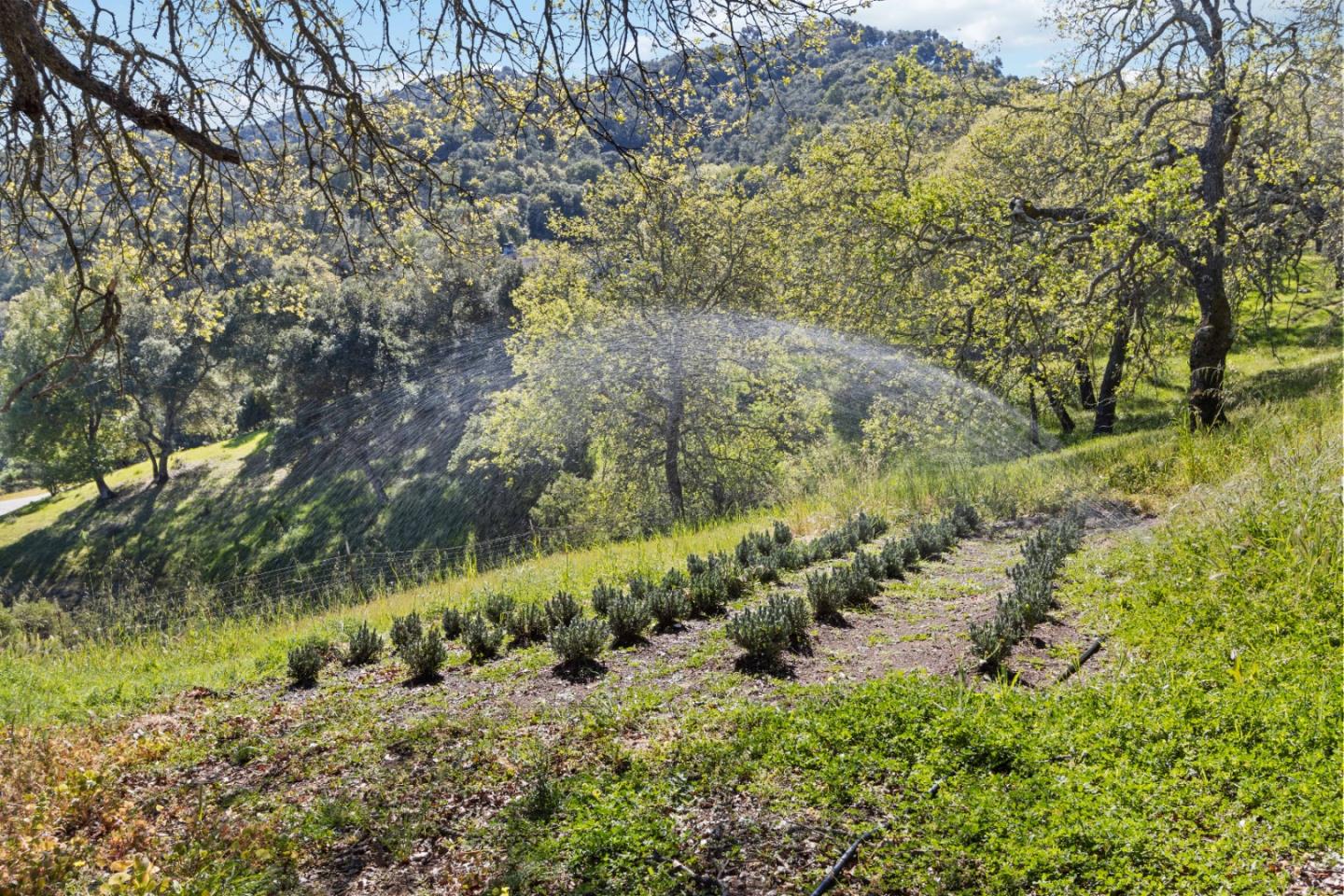 ML81868294 Property Photo 168
