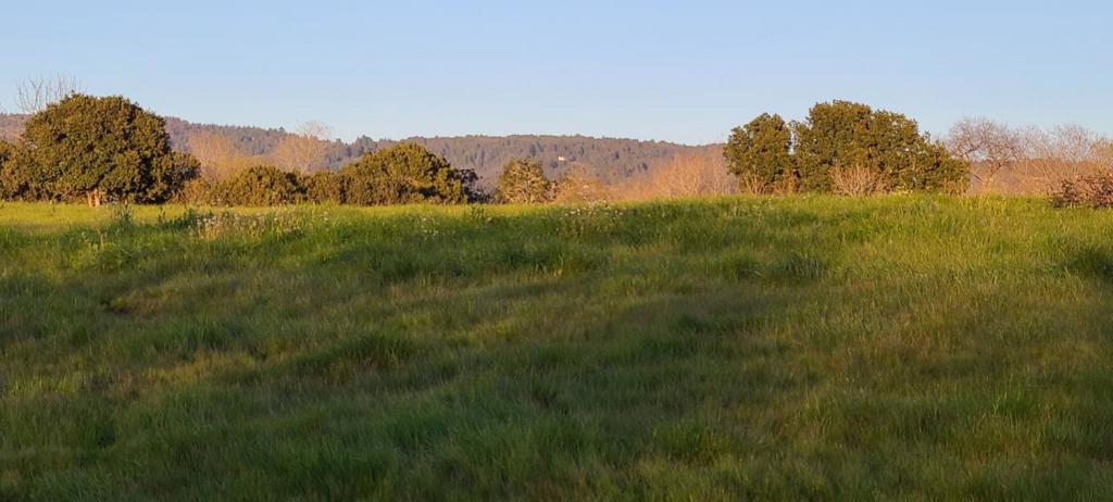 ML81883076 Property Photo 11