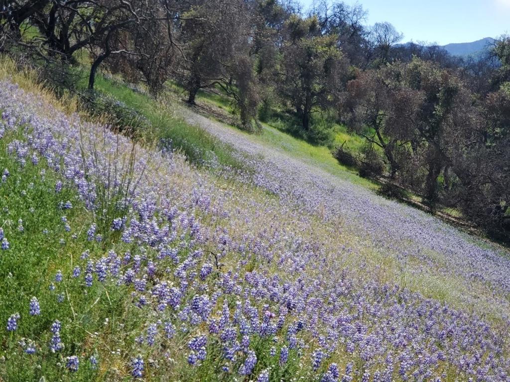 0 Cachagua Property Photo 4
