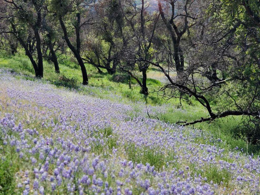 0 Cachagua Property Photo 5