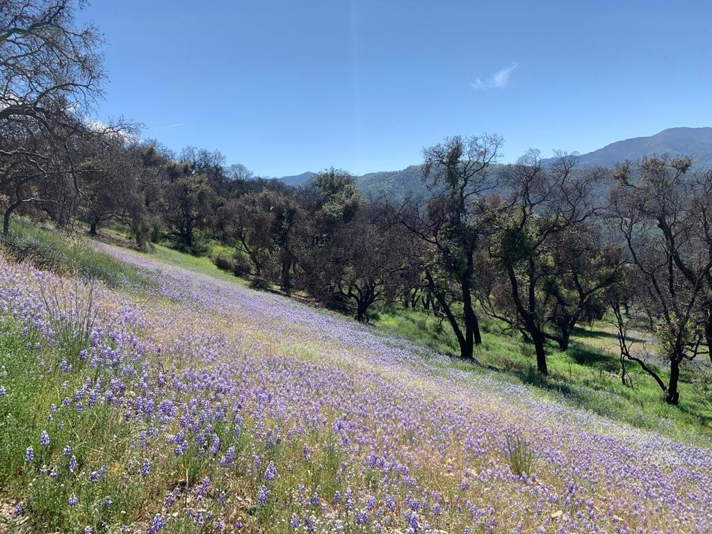 0 Cachagua Property Photo 6
