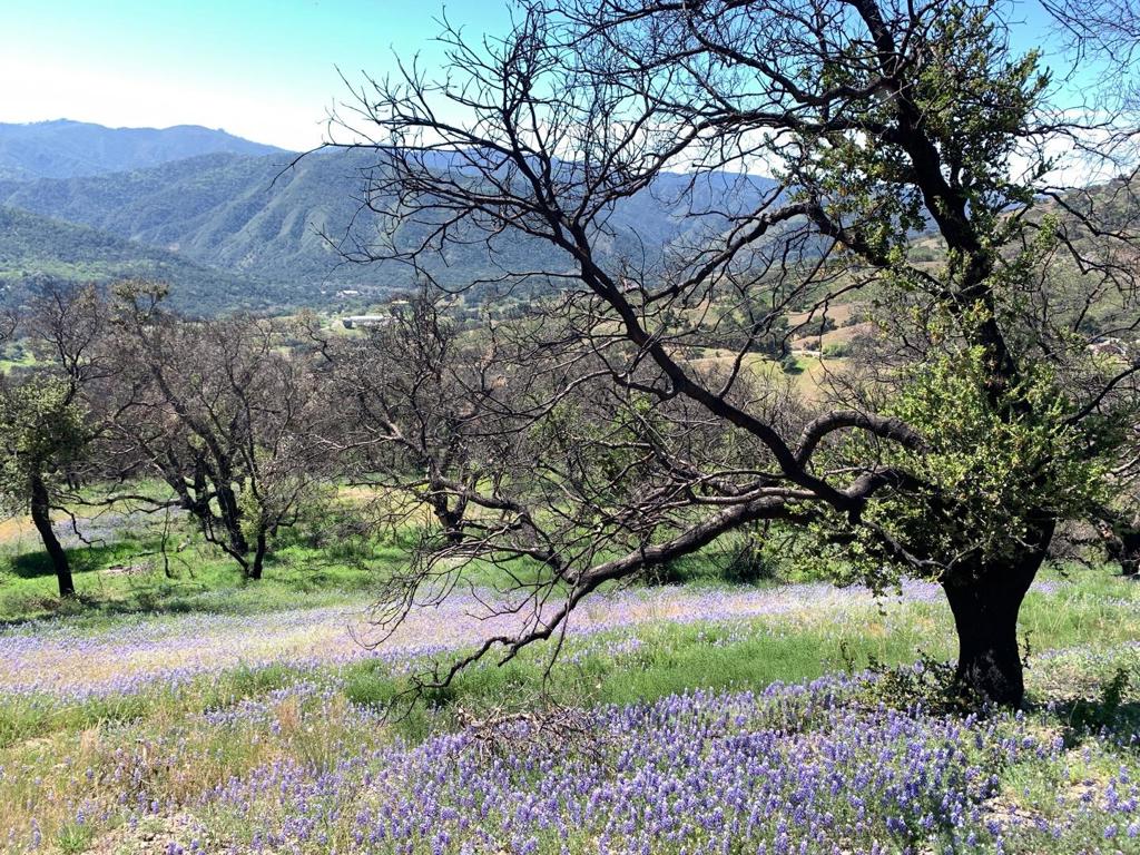 0 Cachagua Property Photo 10