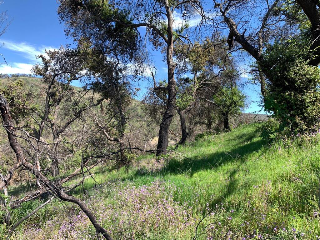 0 Cachagua Property Photo 12
