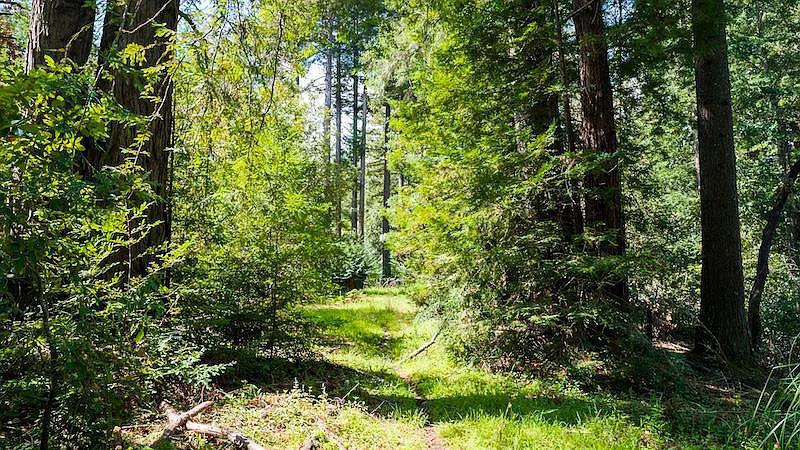 6121 Fern Flat Road Property Photo 41