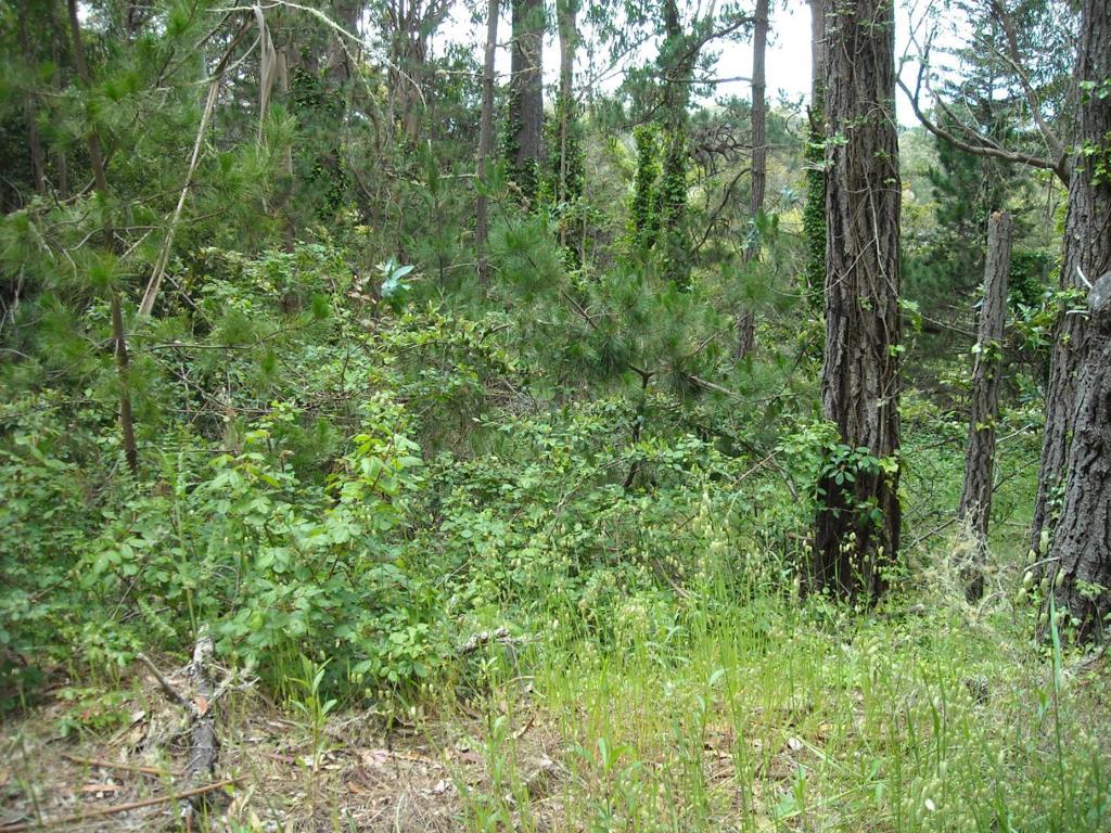 700 Cedar St. Property Photo 5