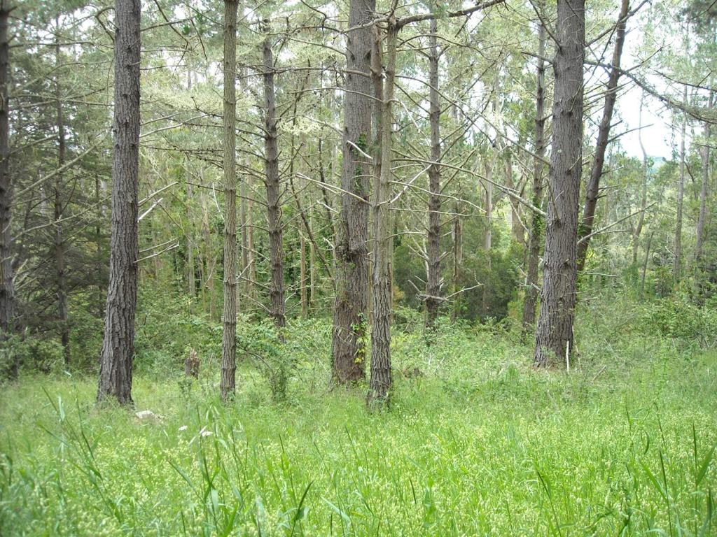 700 Cedar St. Property Photo 9
