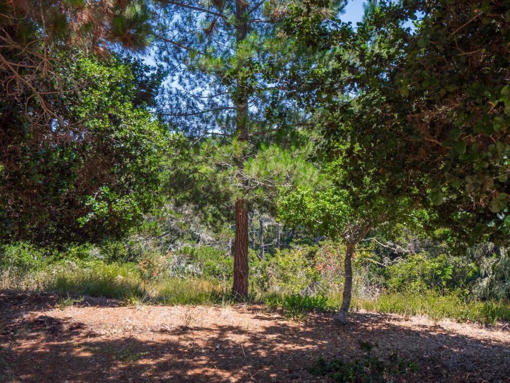 7765 Paseo Venado Property Photo 24