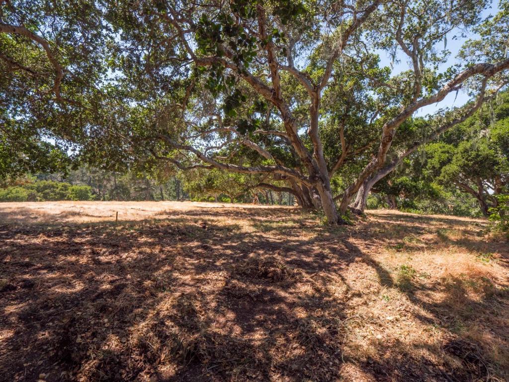 7765 Paseo Venado Property Photo 34