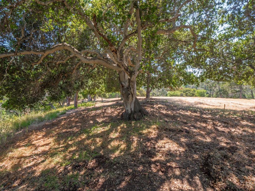 7765 Paseo Venado Property Photo 35