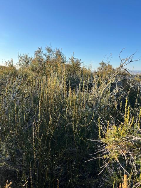 0 Pine Canyon Road Property Photo 12