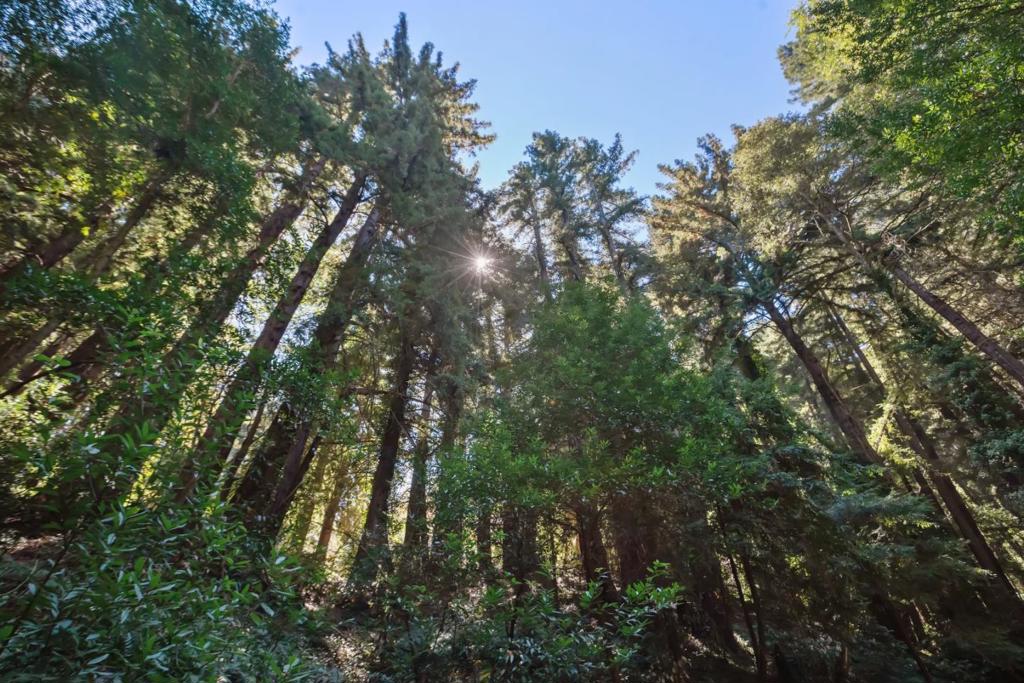 446 Old La Honda Road Property Photo 3
