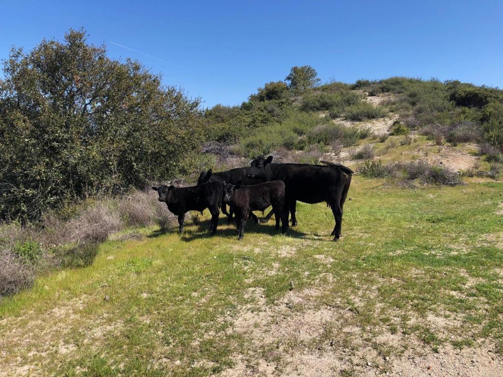 Creek Ranch, Carmel Valley Road Property Photo 27
