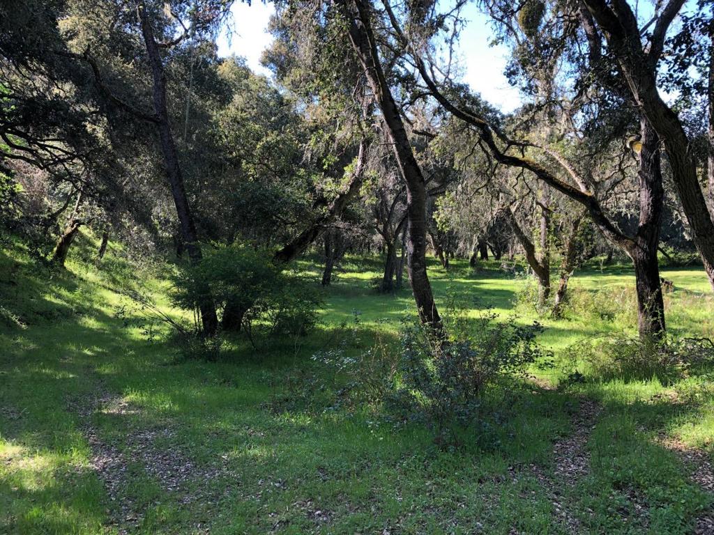 Creek Ranch, Carmel Valley Road Property Photo 37