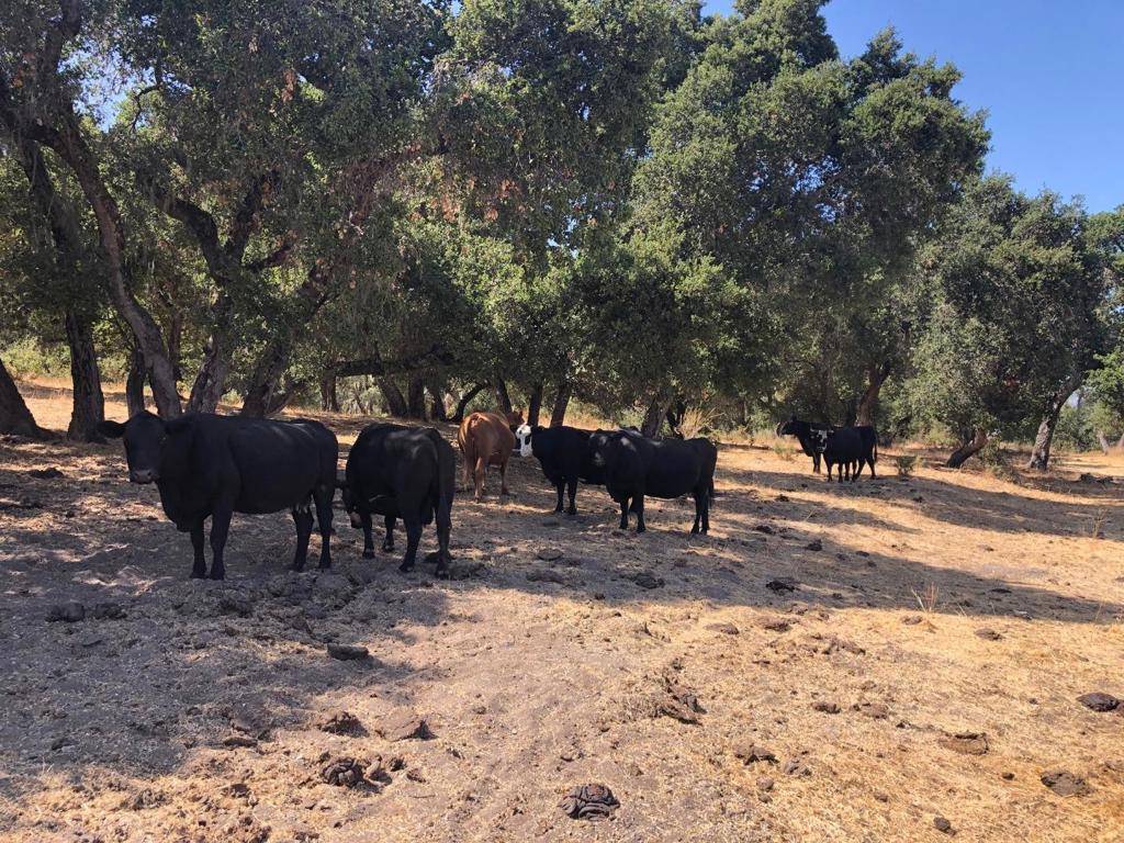 Creek Ranch, Carmel Valley Road Property Photo 42