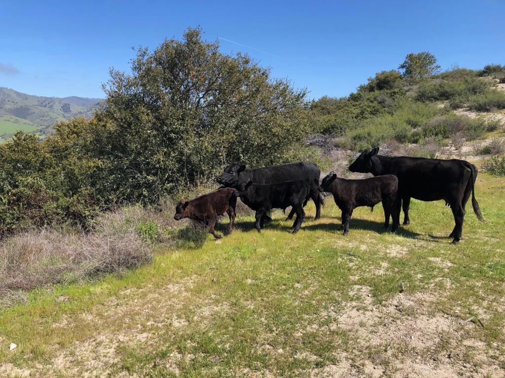 Creek Ranch, Carmel Valley Road Property Photo 45