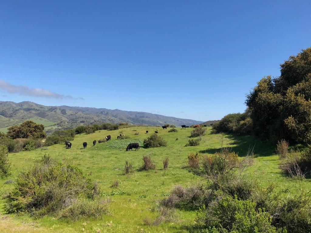 Creek Ranch, Carmel Valley Road Property Photo 47