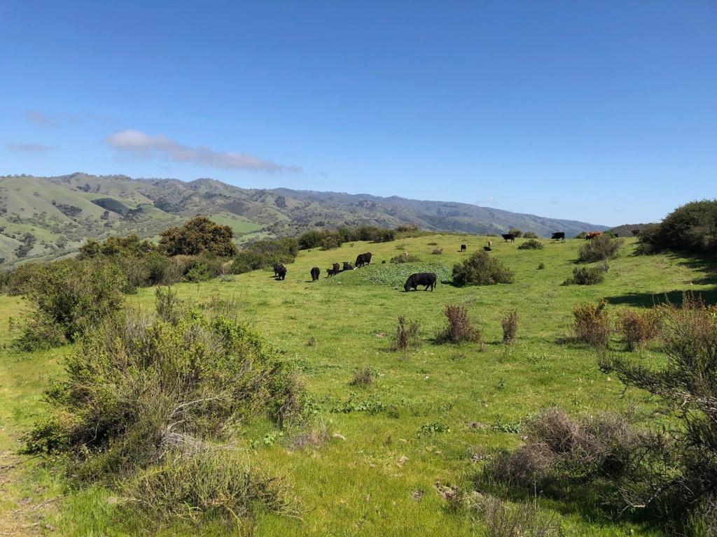Creek Ranch, Carmel Valley Road Property Photo 48