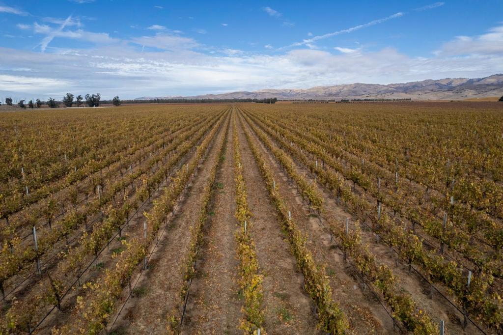 31102 Camphora Gloria Road Property Photo 4