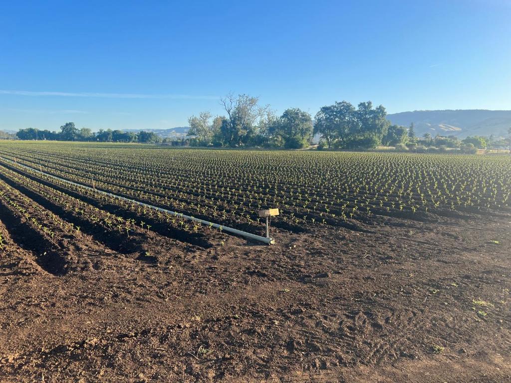 2 Buena Vista Property Photo 3