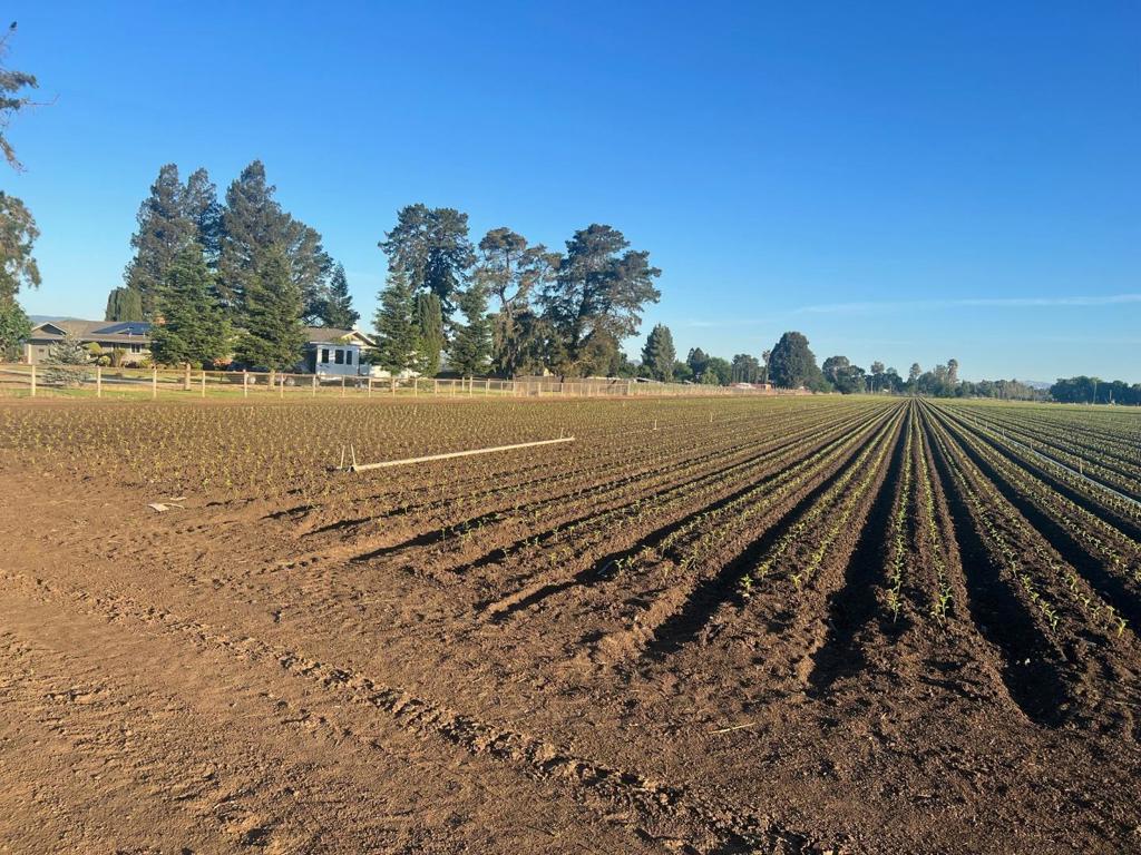 2 Buena Vista Property Photo 4