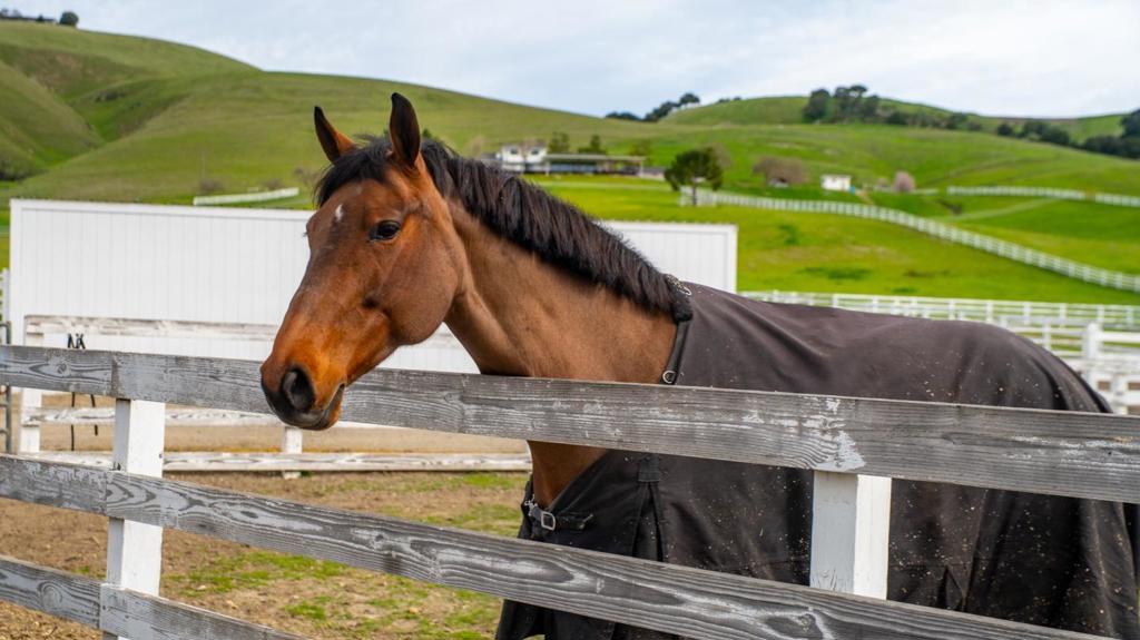 6033 Dagnino Road Property Photo 89