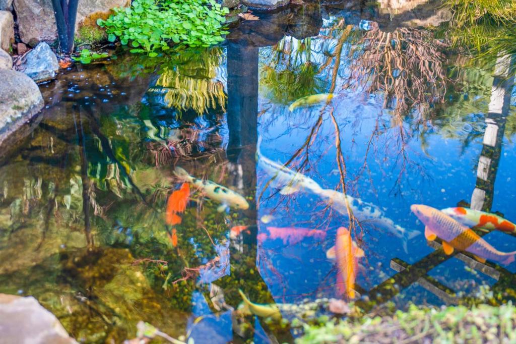 12170 Calle Uvas Property Photo 40