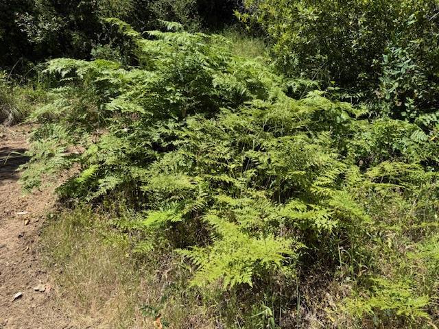 14056 Uvas Road Property Photo 16
