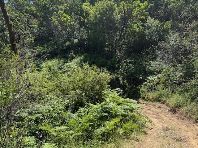 14056 Uvas Road Property Photo 19