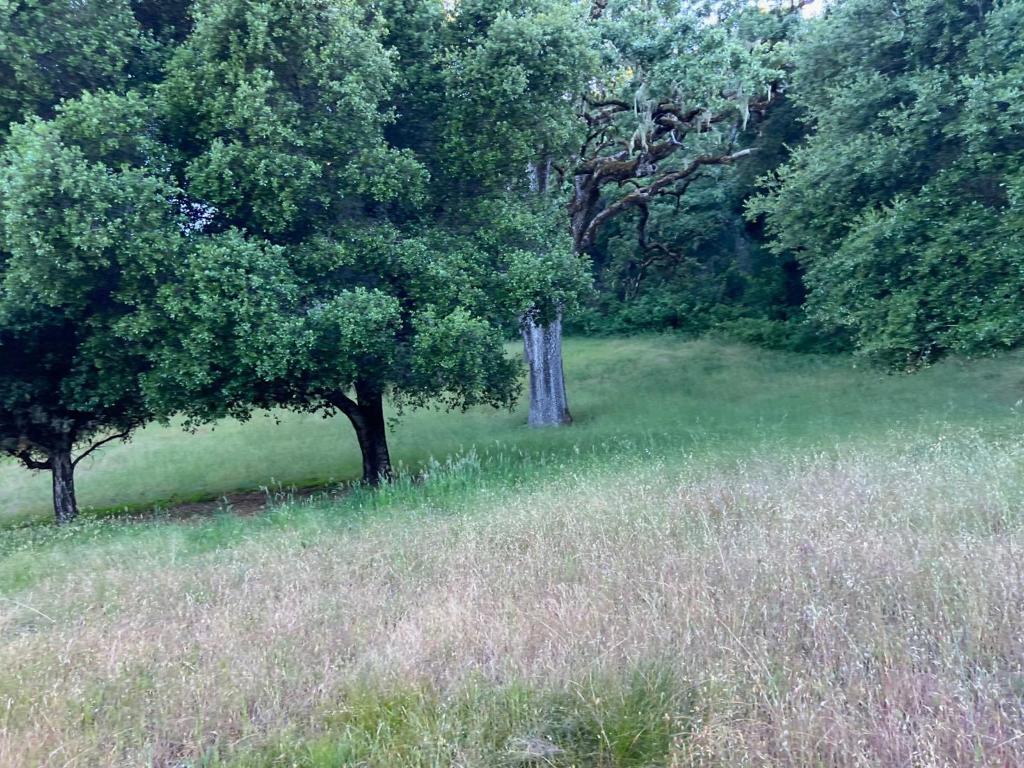 6 Arroyo Sequoia Property Photo 22