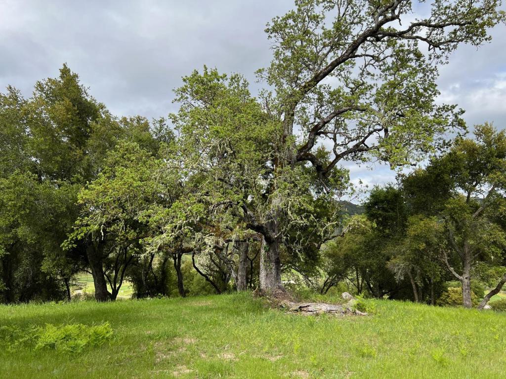 6 Arroyo Sequoia Property Photo 36