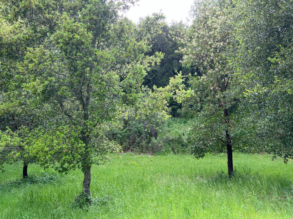 6 Arroyo Sequoia Property Photo 37