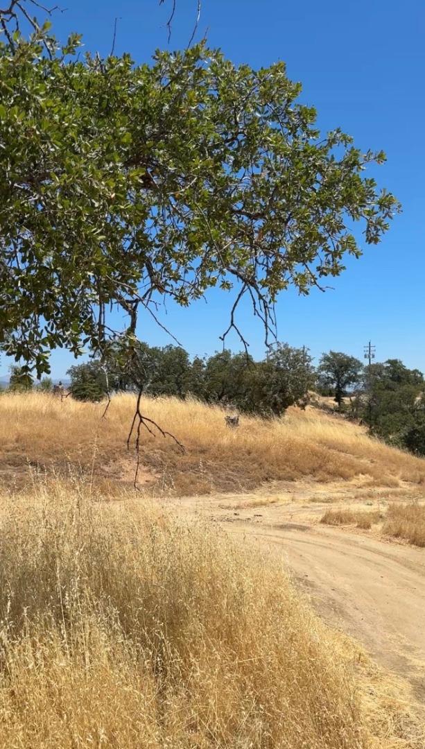 41176 Lilley Mountain Drive Property Photo 3