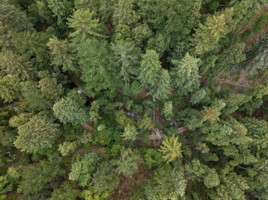 2 Bear Creek Property Photo 35