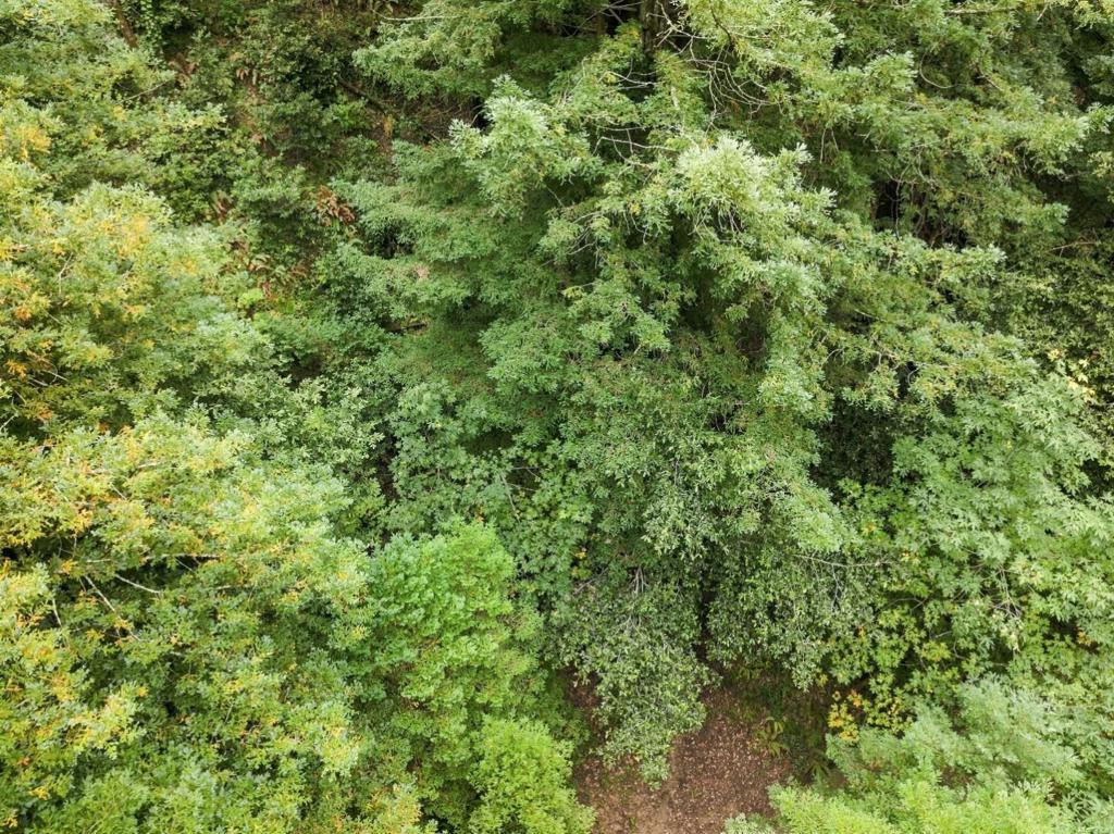 0 Pringle Lane Property Photo 14