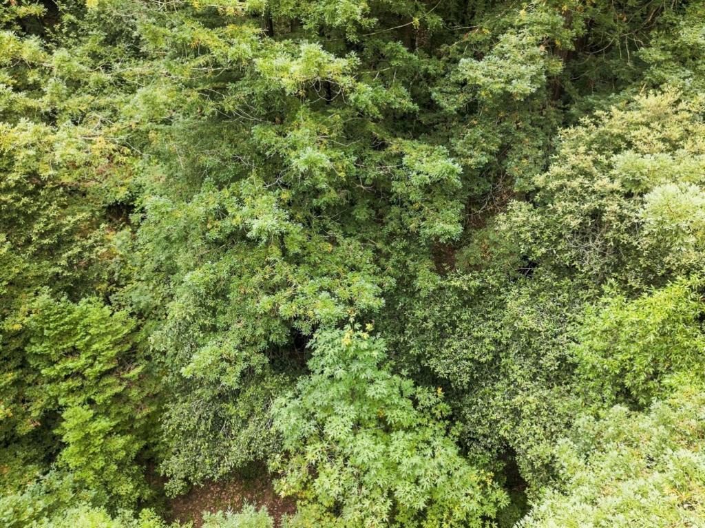 0 Pringle Lane Property Photo 15