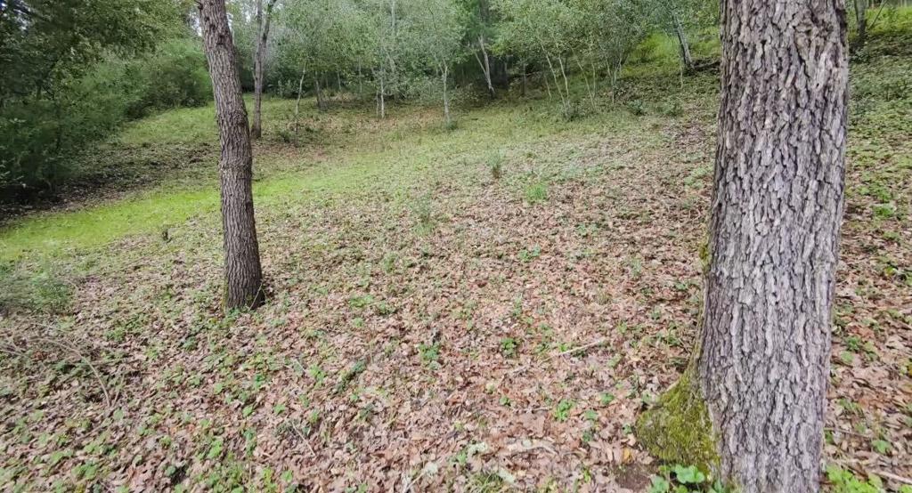 15971 Forest Hill Drive Property Photo 3