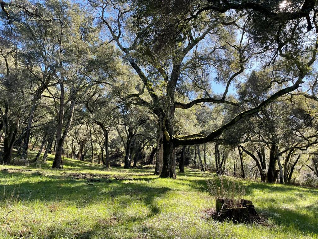 10 Garzas Trail Property Photo 4