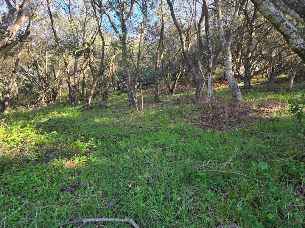 0 Paradise Road Property Photo 11