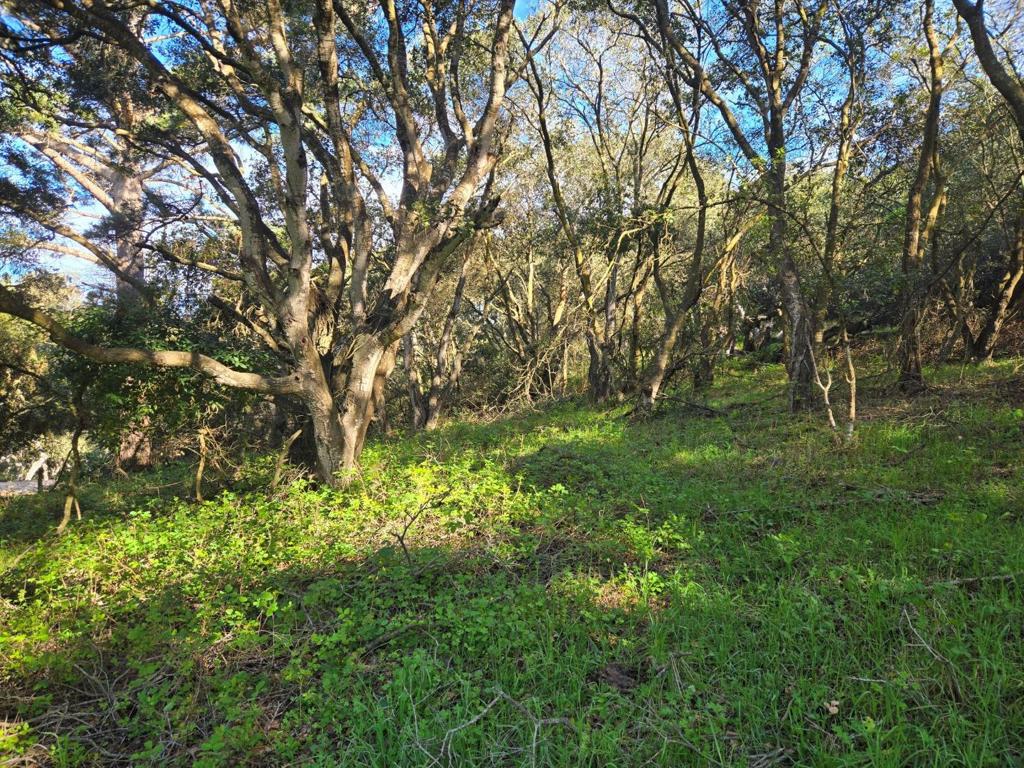 0 Paradise Road Property Photo 12