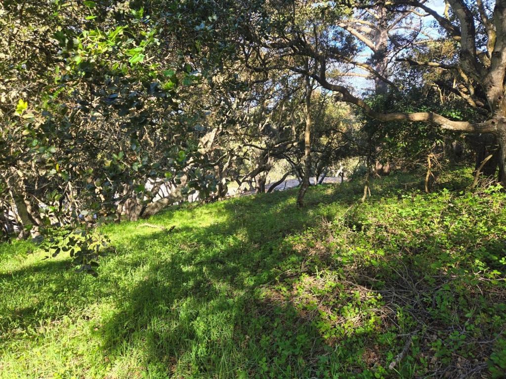 0 Paradise Road Property Photo 13
